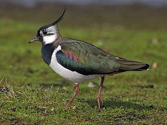 Bird sanctuary in Antrim priso...